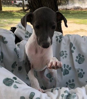 Image gallery marquee