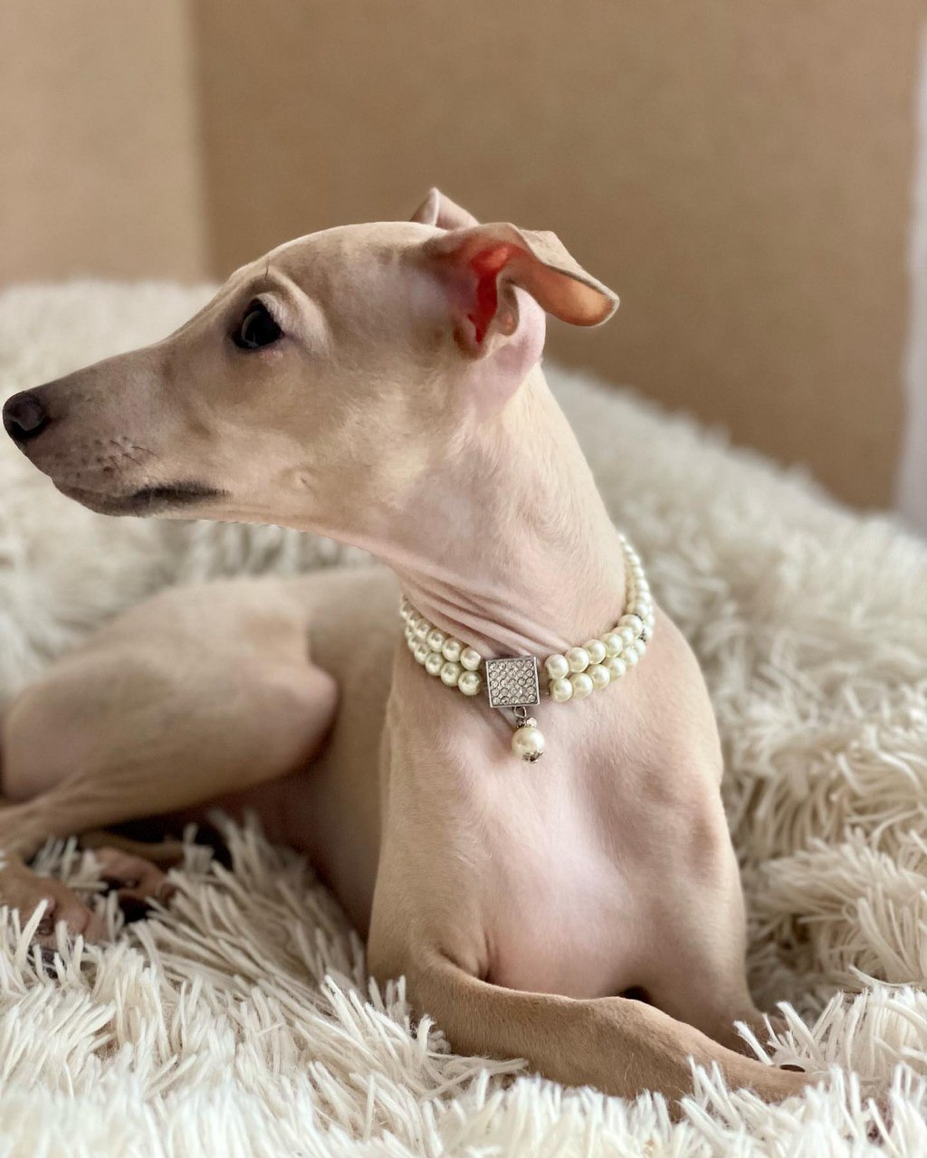 Image gallery marquee