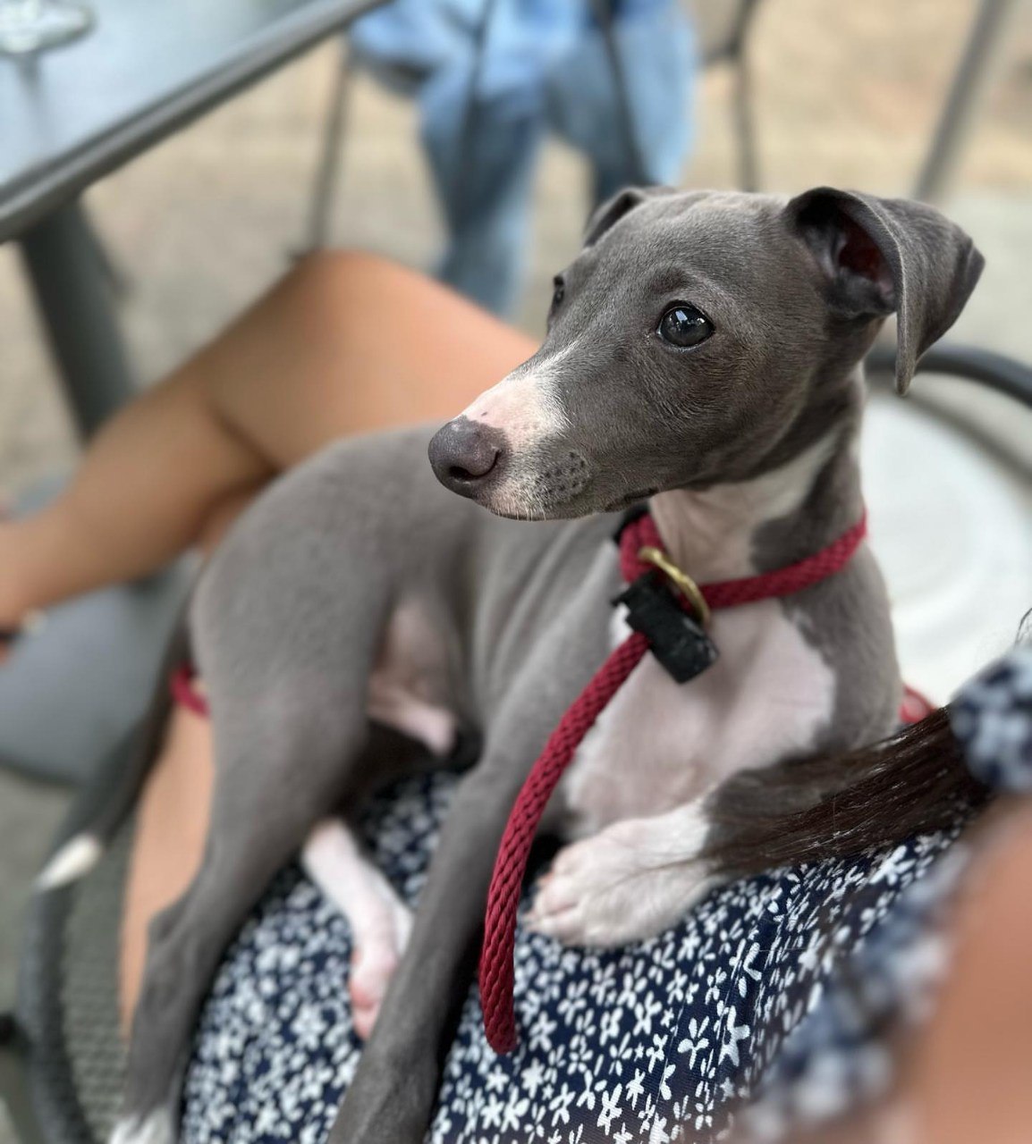 Image gallery marquee