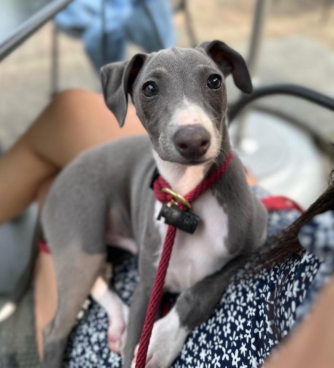 Image gallery marquee