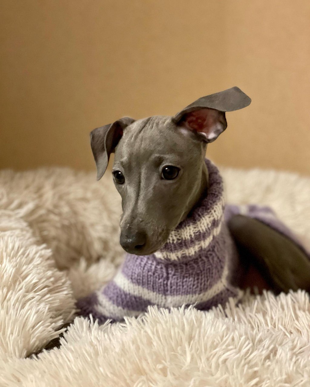 Image gallery marquee