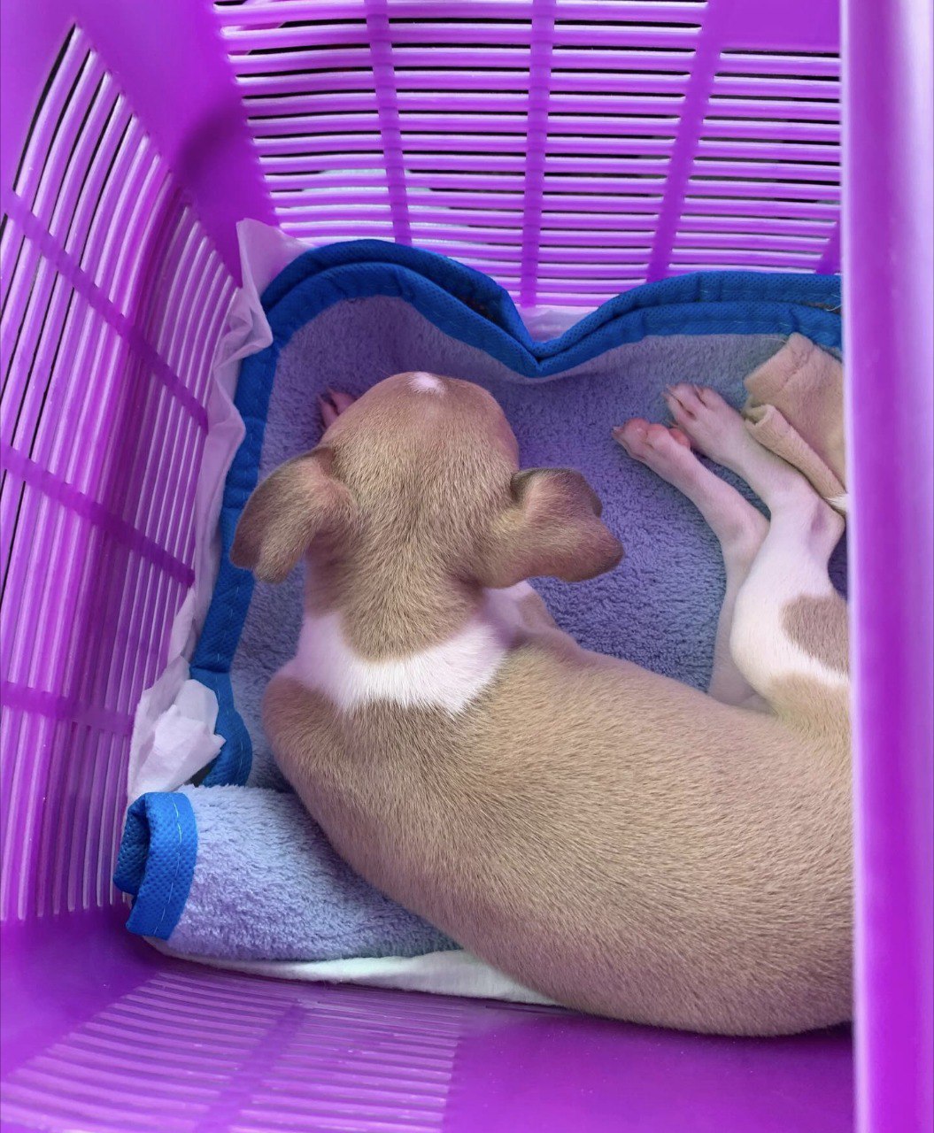 Image gallery marquee