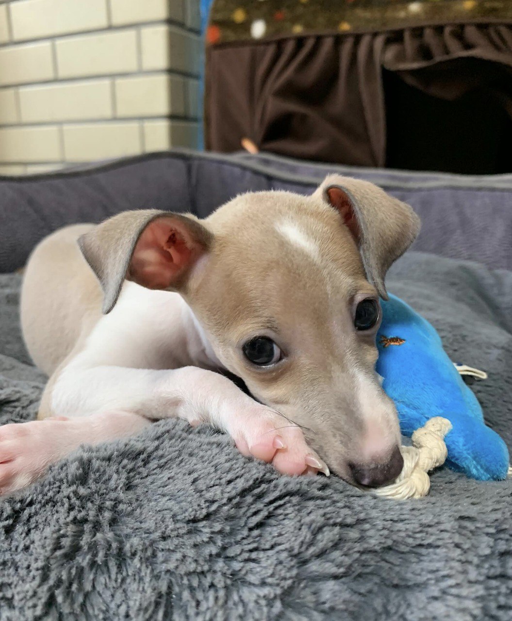 Image gallery marquee