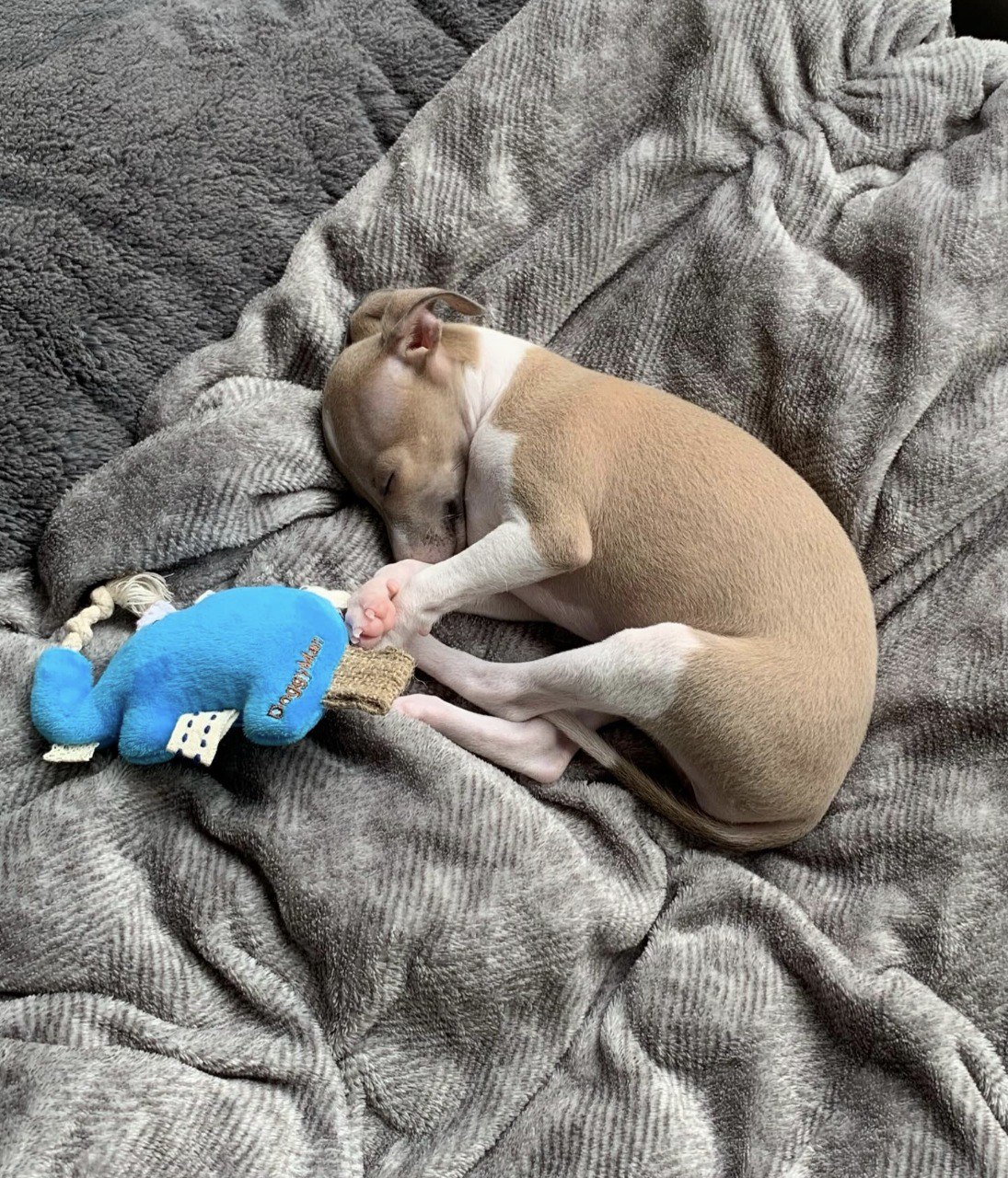 Image gallery marquee