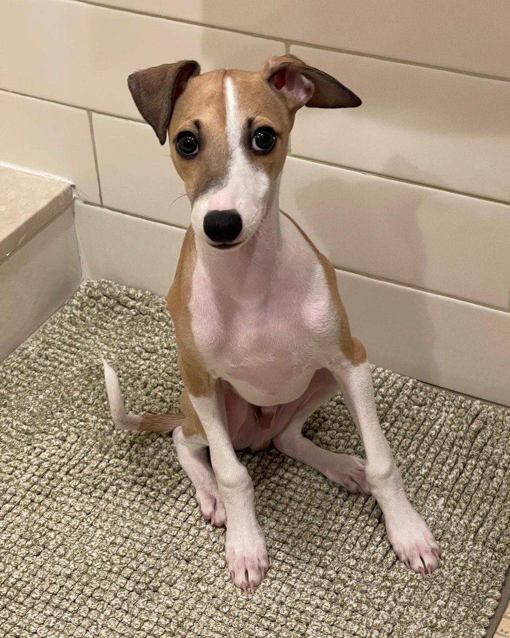 Image gallery marquee