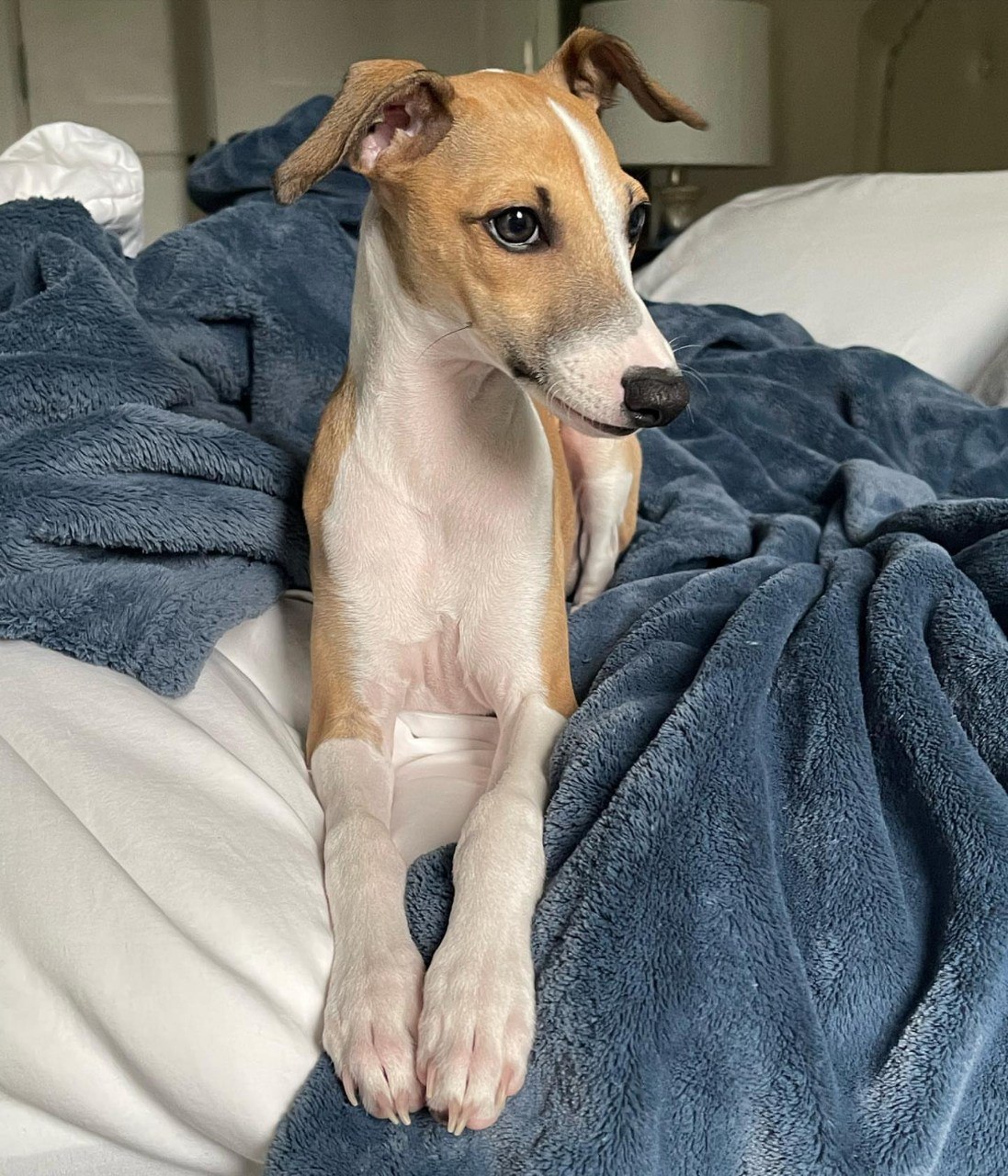 Image gallery marquee