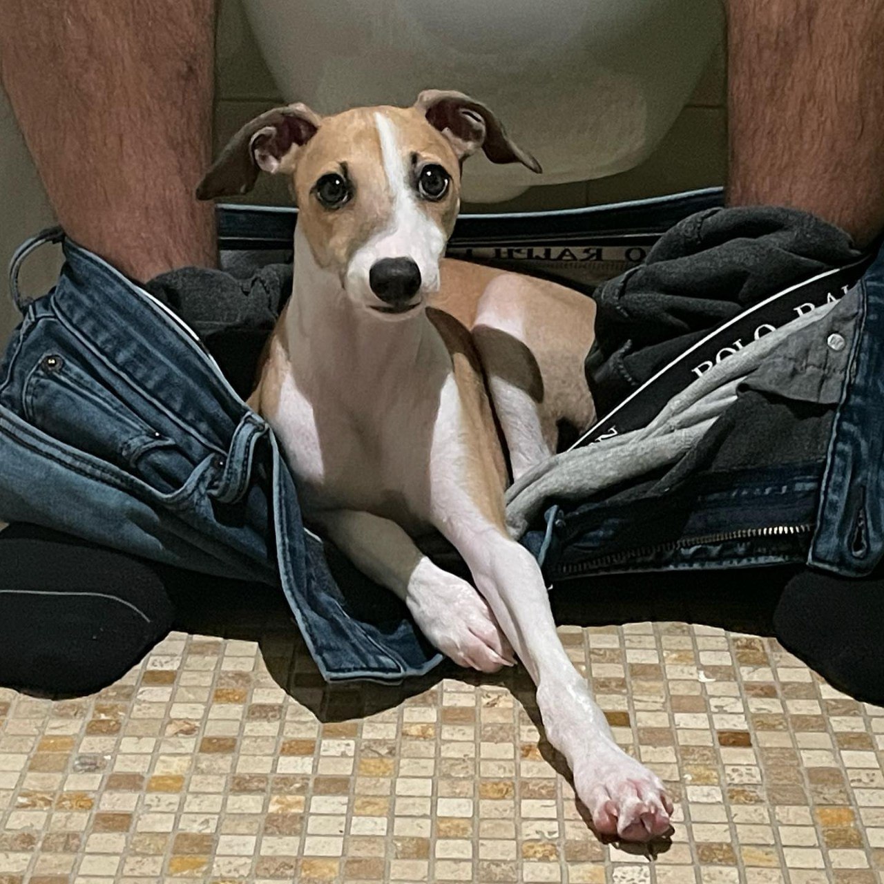 Image gallery marquee