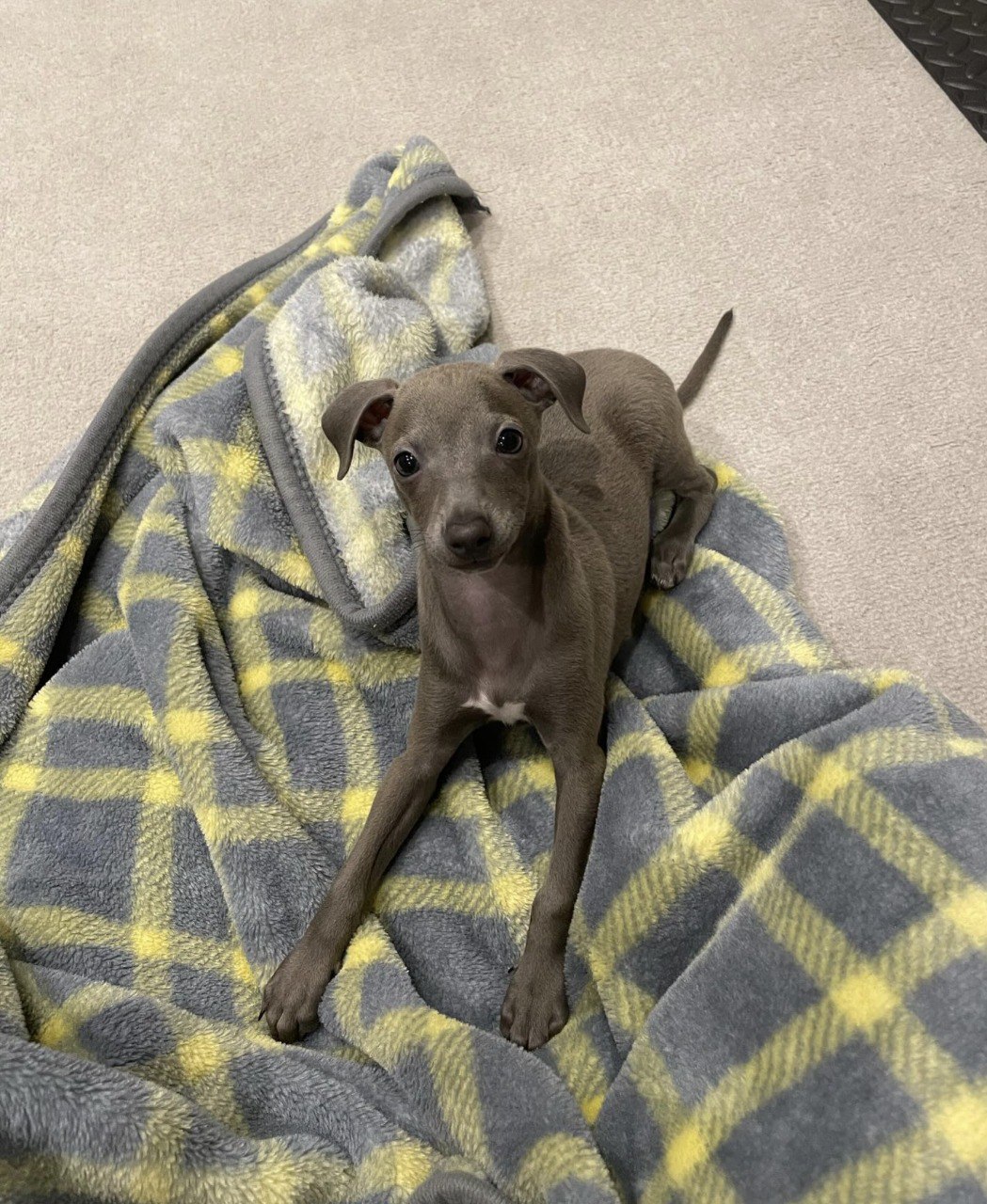 Image gallery marquee