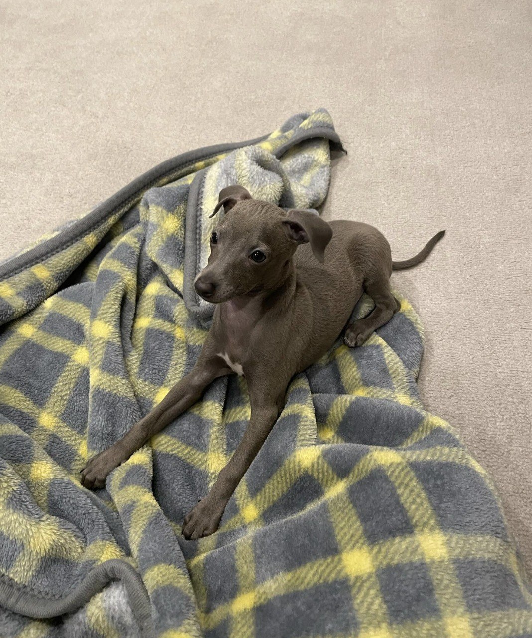 Image gallery marquee