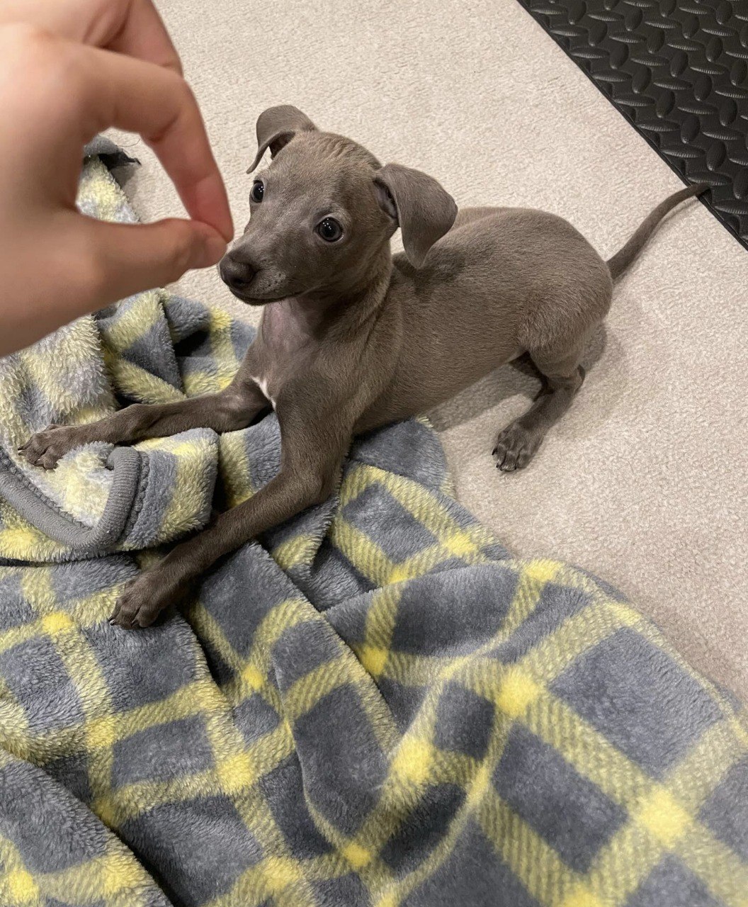 Image gallery marquee