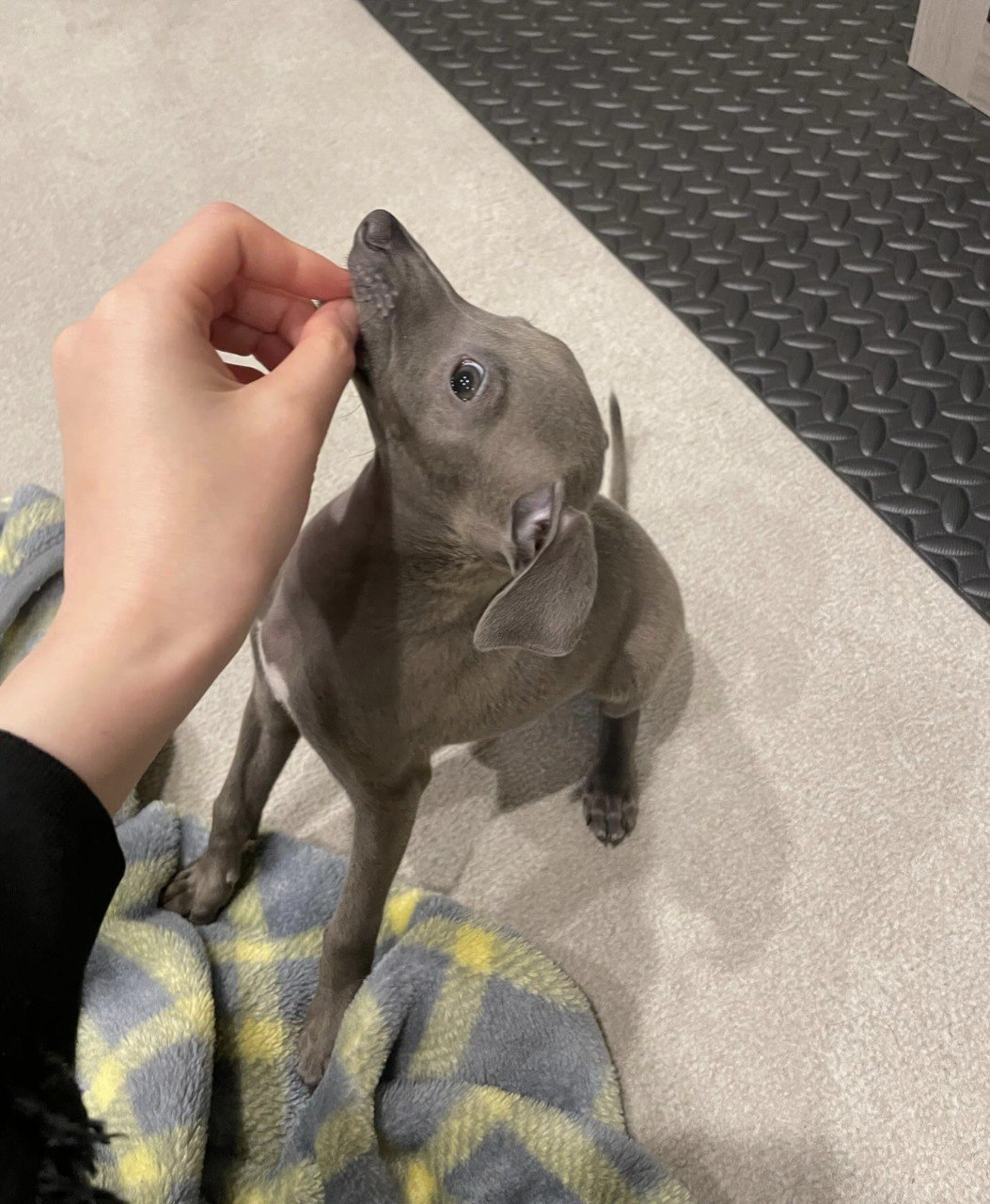 Image gallery marquee