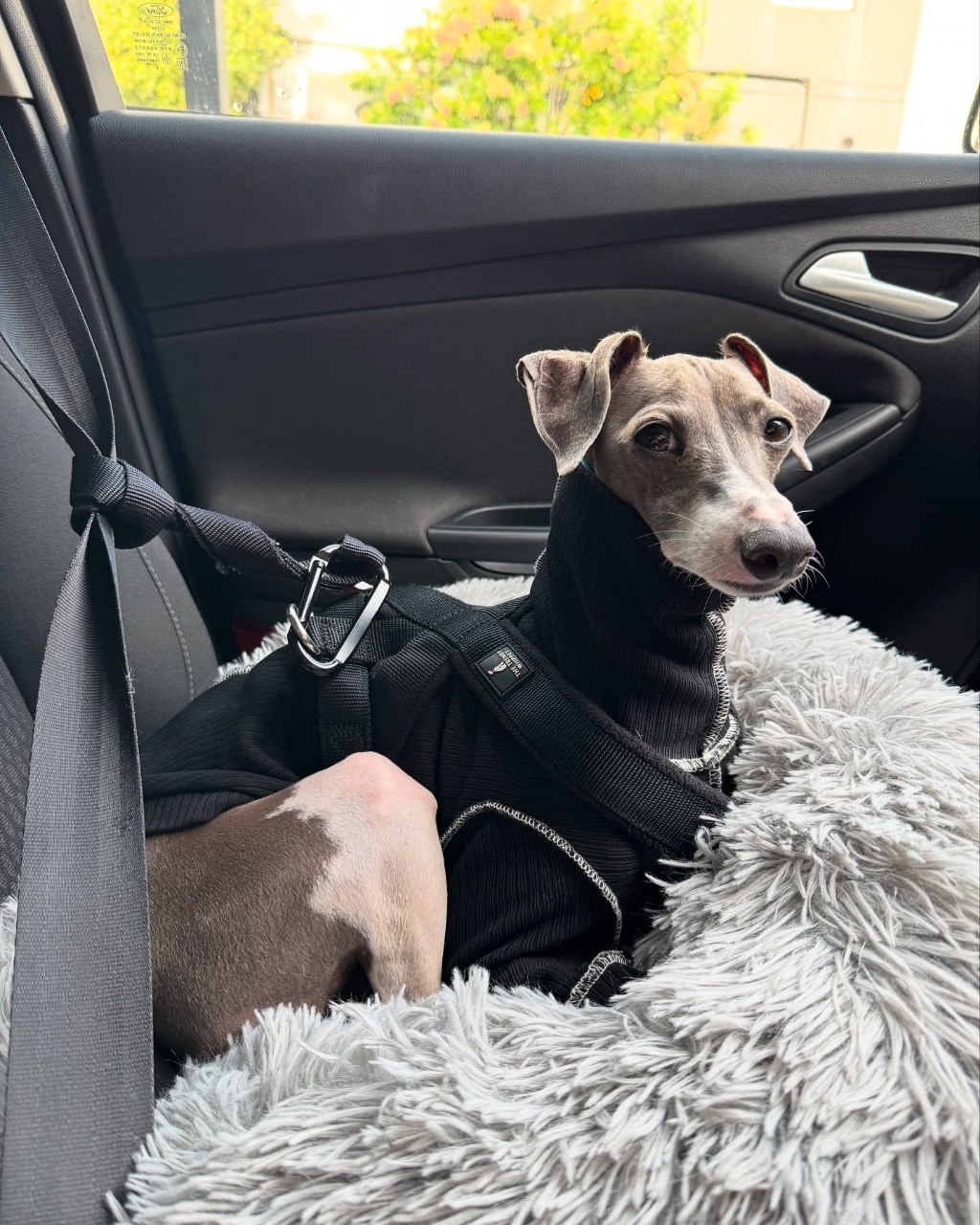 Image gallery marquee