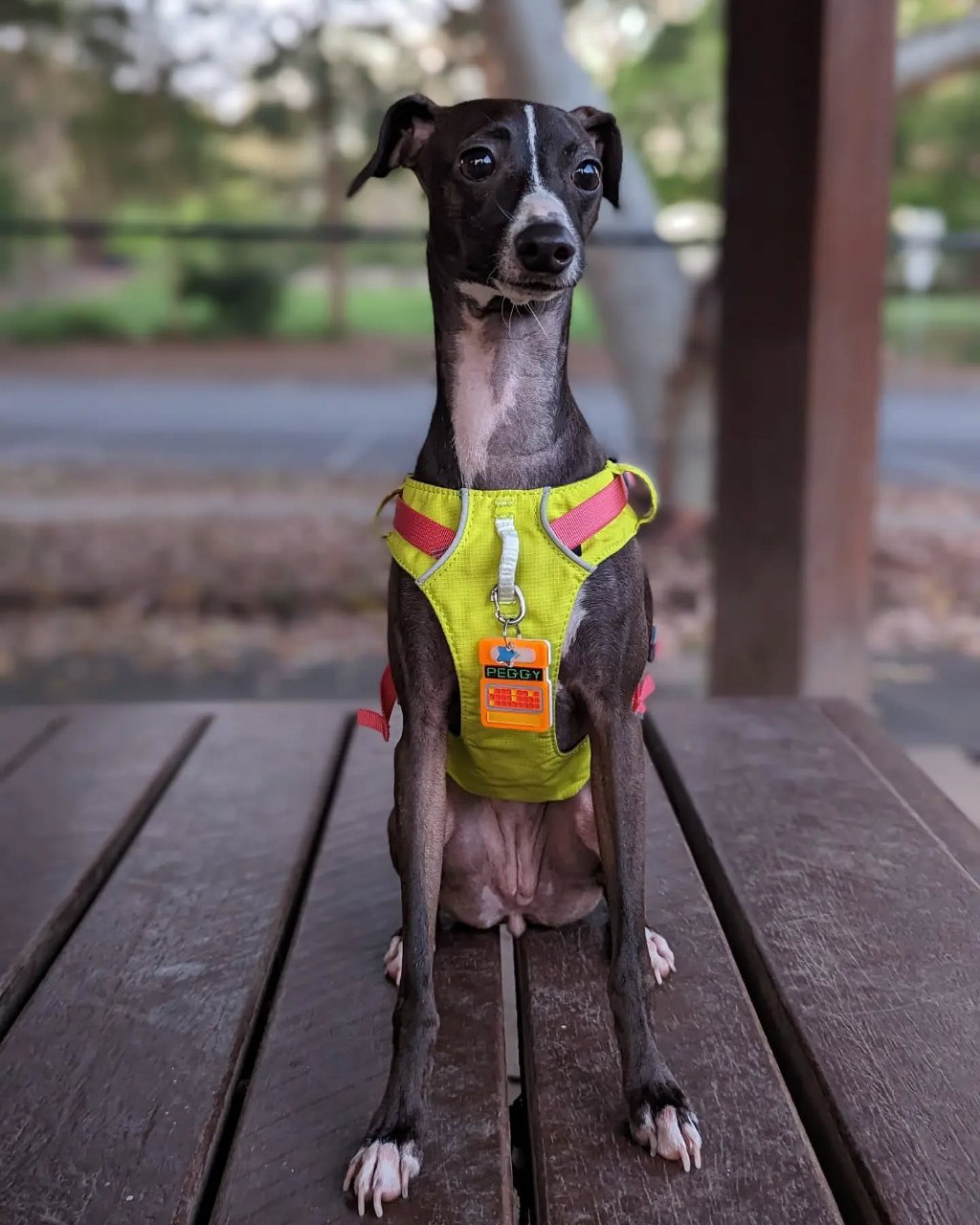 Image gallery marquee