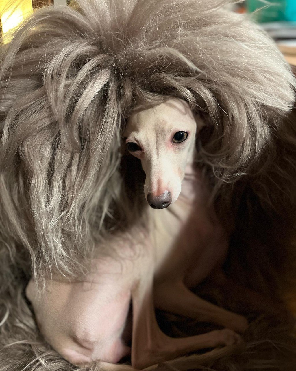 Image gallery marquee