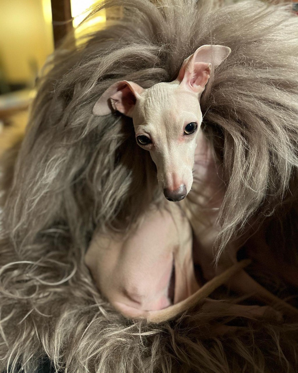 Image gallery marquee